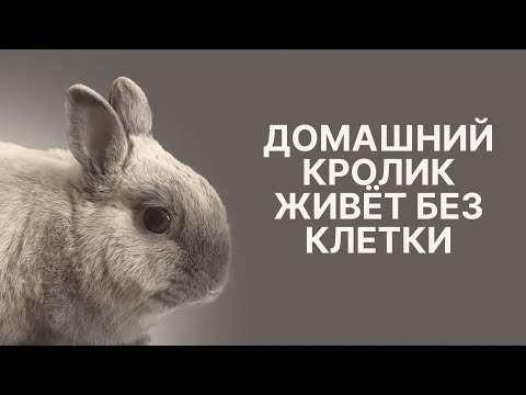 Видео: Домашний кролик живёт без клетки