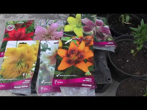 Видео: Выращиваю лилии в горшках. Нарастают детки из чешуек