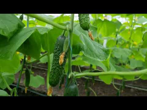 Видео: Самый ранний огурец Мадейра F1.