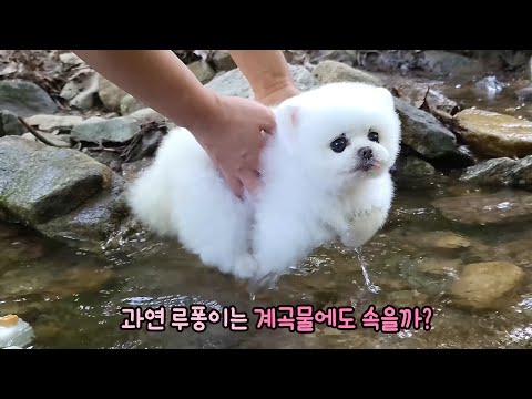 Видео: Собаки ругали меня взглядом за то, что я опустила их в ручей