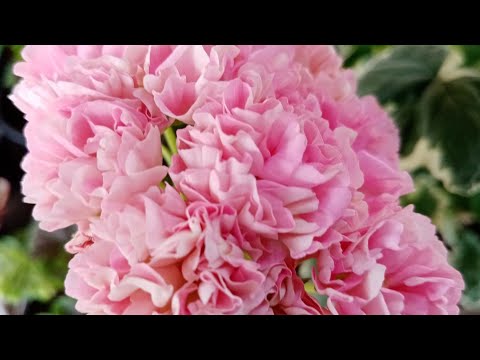 Видео: Цветочные новинки с выставок.