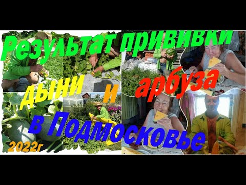 Видео: дыни и арбузы в Подмосковье, результат прививки .
