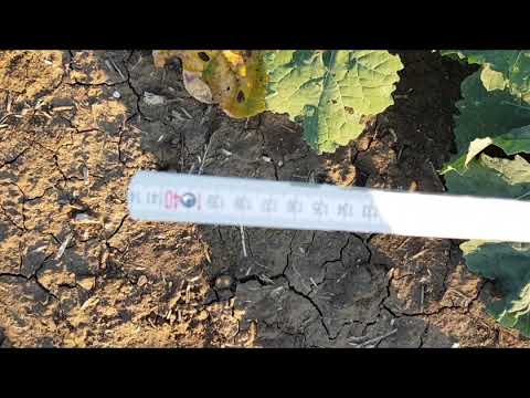 Видео: Выращивание оз.рапса. No-till 10.11.2018. Состояние посевов , продолжение
