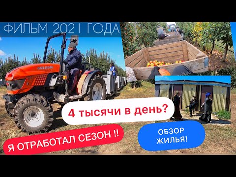 Видео: А теперь я сборщик яблок. 