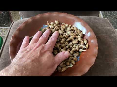 Видео: Семена Табака (из Сибири)