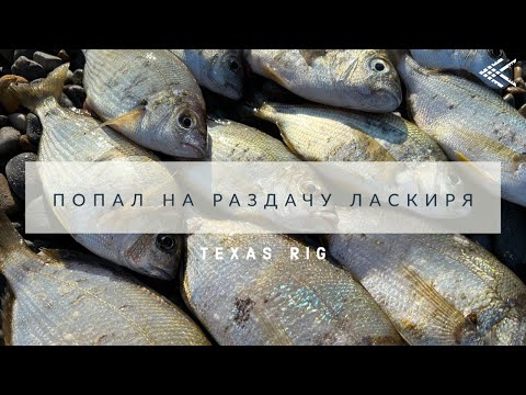 Видео: Ловля ласкиря. Попал на раздачу. Рыбалка на море. Техасская оснастка.