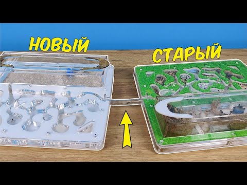 Видео: Переселение муравьев в новый формикарий! Что-то пошло не так...