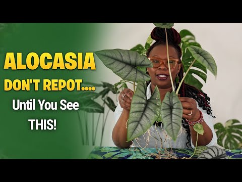 Видео: Пересадка алоказии — всё, что вам нужно знать