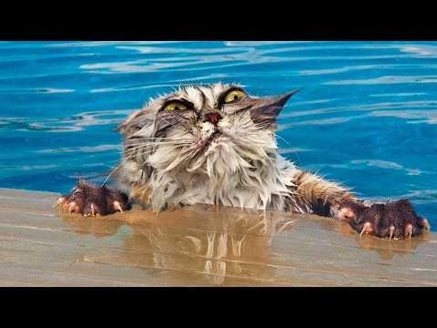 Видео: ЗАБАВНЫЕ ВСТРЕЧИ ЖИВОТНЫХ С ВОДОЙ!