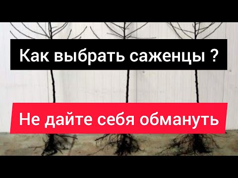 Видео: Как выбирать саженцы яблони, груши и других плодовых деревьев?