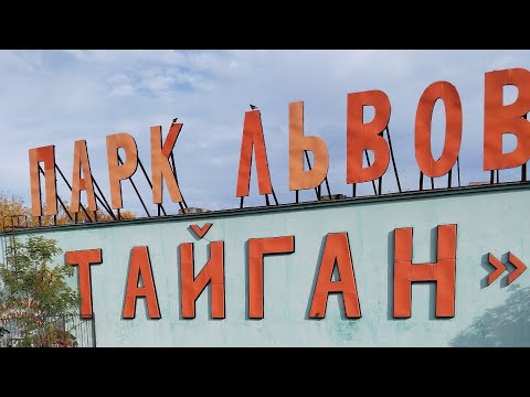 Видео: Львиная жизнь в середине октября в парке львов Тайган!