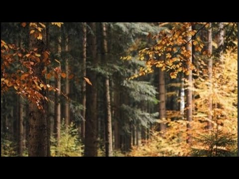 Видео: Виктория Романовна в прямом эфире!ИНФОРМАЦИЯ С ПОТОКА