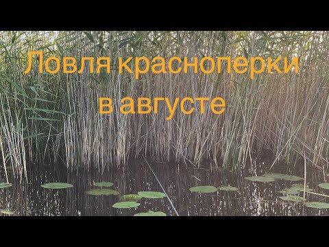 Видео: Ловля КРУПНОЙ красноперки в августе