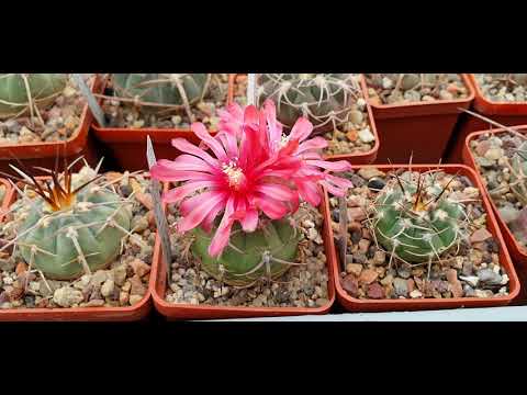 Видео: Cacti, gymnocalycium. Кактусы, цветение гимнокалициумов, июнь 2021