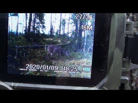 Видео: Відповідаю на запитання по пасткам.