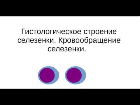 Видео: Гистологическое строение селезенки. Препарат: селезенка. Кровообращение селезенки.