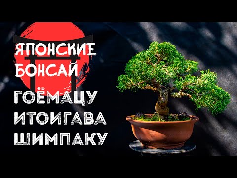 Видео: Шимпаку Итоигава Гоёмацу: японские бонсай из коллекции Александра Александровича @Studio.Bonsai