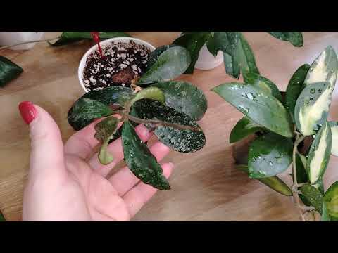 Видео: Обзор хой в апреле 2025.