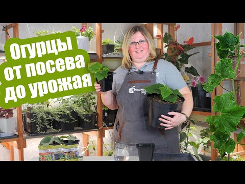 Видео: Огуречная шпаргалка: от посева до сбора урожая! Пошаговая инструкция по выращиванию