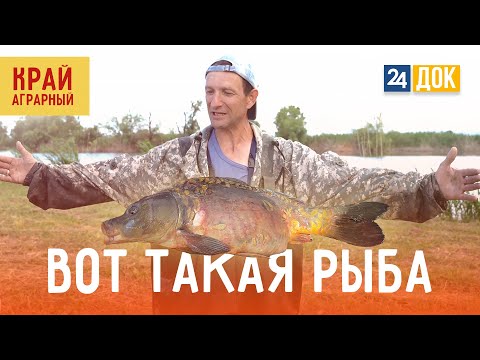 Видео: Как разводят судака, карпа, сазана, амура, толстолобика? КРАЙ АГРАРНЫЙ