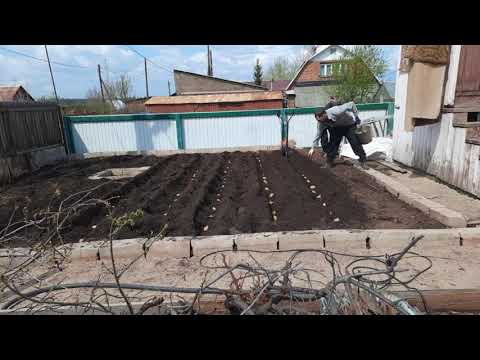 Видео: Посадка картофеля электро культиватором DAT 1800E