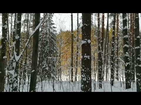 Видео: Комплименты этим соснам