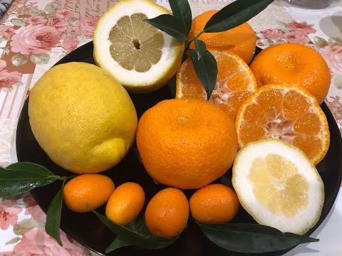 Видео: Очень вкусный Павловский лимон! Лимон адаптированный для выращивания в квартирах!