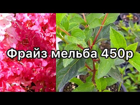 Видео: Сентябрь 2023 каталог растений Воронеж, цены 250р #воронеж #гортензия #hydrangeas