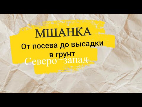 Видео: Мшанка от А до Я. От посева до высадки в грунт.