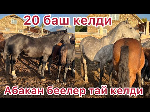 Видео: Бишкеке келди Сатылат тел +996 777 310 185 20 баш