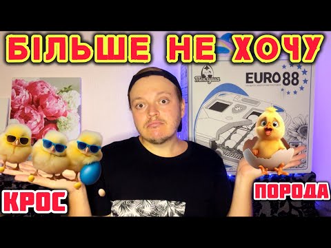 Видео: Накипіло🤯Породні кури чи КРОС⁉️Більше НЕ ХОЧУ‼️