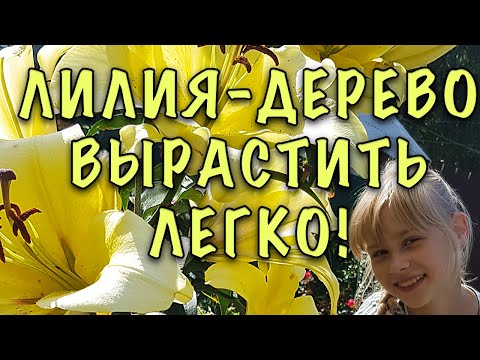 Видео: В это трудно поверить, ОГРОМНЫЕ ЛИЛИИ-ДЕРЕВЬЯ растут в моём саду. ДЕЛЮСЬ СЕКРЕТАМИ ухода