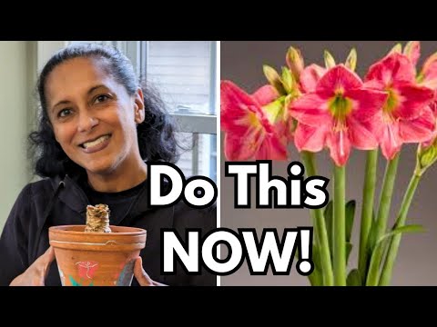 Видео: Пора! Посадка луковиц амариллиса и пробуждение их от покоя