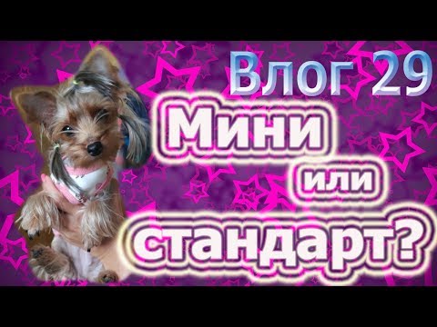 Видео: Мини или стандарт? Каким будет ваш йорк?