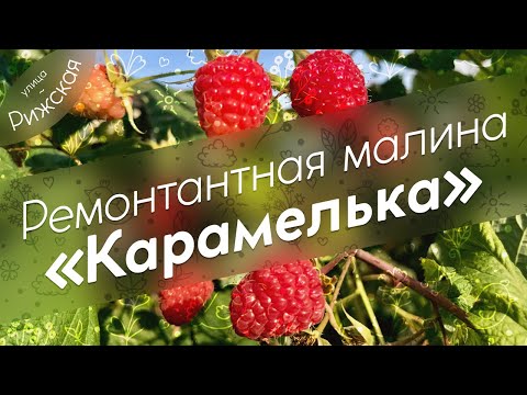Видео: Ремонтантная малина «Карамелька» 🌿 Самые сладкие ягоды