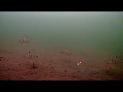 Видео: Эти окуни издеваются над нами!!! Их тьма под водой, клюют только избранные!!!