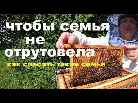Видео: Спасаем Пчелосемьи, чтобы не Отрутовели.