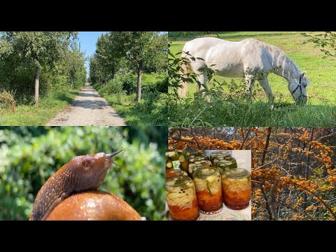 Видео: VLOG/ГЕРМАНИЯ/КОНИ/ГРУШИ/ЗАСОЛКИ