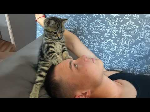 Видео: Я хотел кота, но Бог дал мне друга-обнимашку 😻