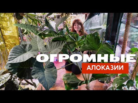 Видео: Секретные секреты больших АЛОКАЗИЙ