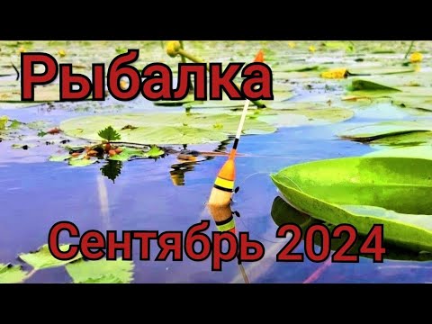 Видео: Рыбалка на поплавок 6 сентября 2024 г. на  лесной речке!Ловля карася на поплавок в густых камышах!