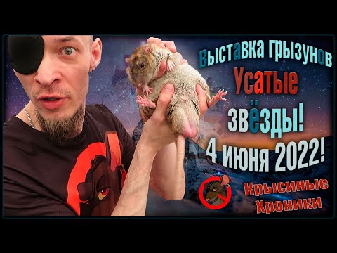 Видео: Воруем крыс на выставке! 😂 Выставка грызунов "Усатые Звезды" в Москве. 04.06.22 🐭 (Rats | Крысы) 🐭