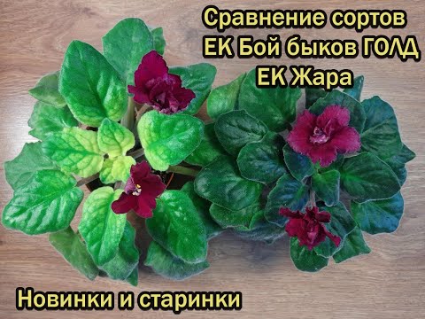 Видео: Сравнение ЕК Бой Быков голд и Ек Жара несколько новинок