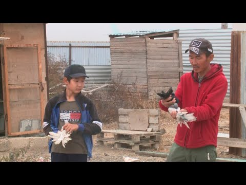 Видео: Атырау таңы: Көгершін-бейбітшілік құсы