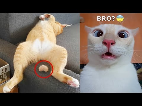 Видео: Самые смешные животные заставят вас смеяться без остановки 😂