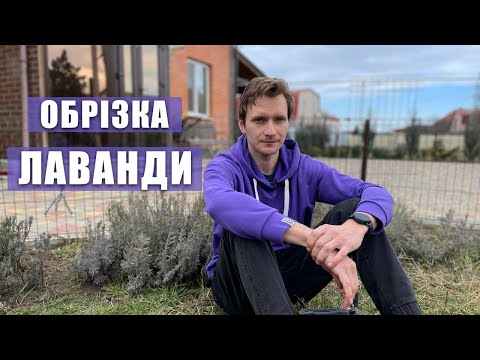 Видео: ЛАВАНДА. Як обрізати лаванду? Обрізка лаванди навесні. 𝗟𝗮𝘃𝗮𝗻𝗱𝘂𝗹𝗮 𝗮𝗻𝗴𝘂𝘀𝘁𝗶𝗳𝗼𝗹𝗶𝗮