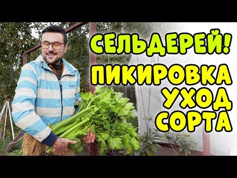 Видео: СЕЛЬДЕРЕЙ! ПИКИРОВКА. УХОД. СОРТА