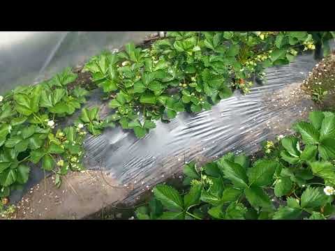 Видео: КЛУБНИКА БЕЛАРУСИ.🇧🇾