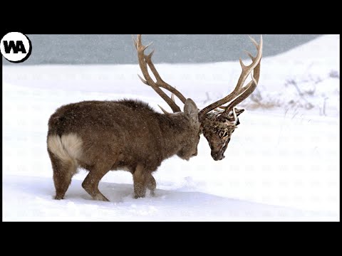Видео: Вы Никогда Не Узнаете Этого в Школе