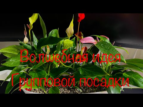 Видео: Волшебная Идея Групповой Посадки 🤗🤗🤗
